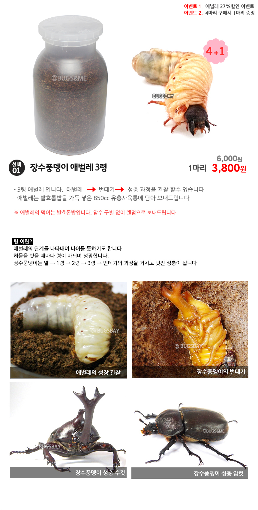 Gmarket - [Bugs&Me]장수풍뎅이 애벌레키우기 3령초기 유충 4+1이벤트