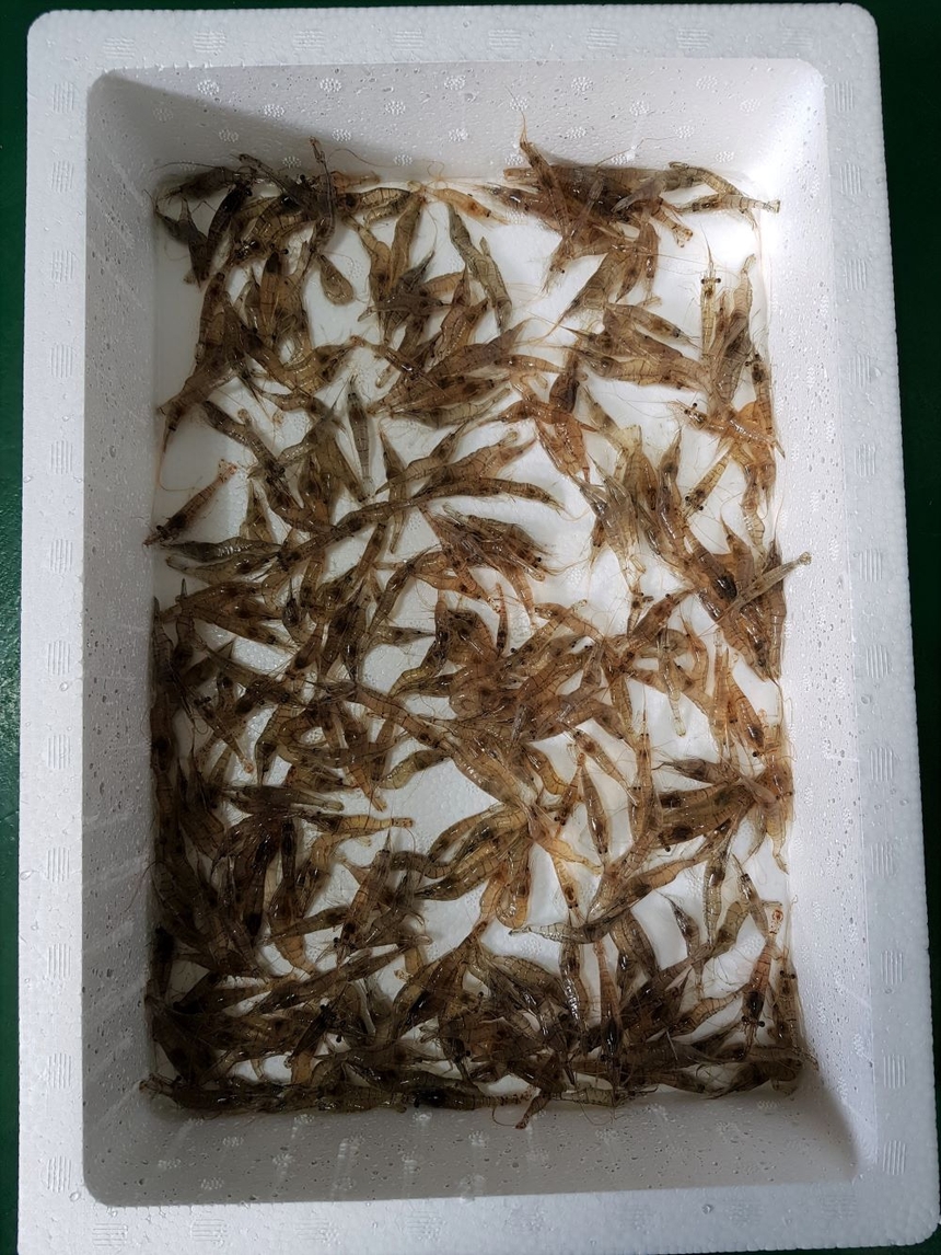 생물이므로 반품이 불가하오니 구매에 신중히 결정해 주세요 ~