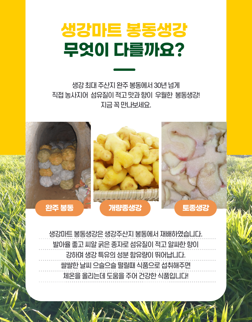 생강마트 봉동생강 무엇이 다를까요? 생강 최대 주산지 완주 봉동에서 30년 넘게 직접 농사지어 섬유질이 적고 맛과 향이 우월한 봉동생강! 지금 꼭 만나보세요. 완주봉동 개량종생강 토종생강 생강마트 봉동생강은 생강 주산지 봉동에서 재배하였습니다. 발아율 좋고 씨알 굵은 종자로 섬유질이 적고 알싸한 향이 강하며 생강 특유의 성분 함유량이 뛰어납니다. 쌀쌀한 날씨 으슬으슬 떨릴때 식품으로 섭취해주면 체온을 올리는데 도움을 주어 건강한 식품입니다!
