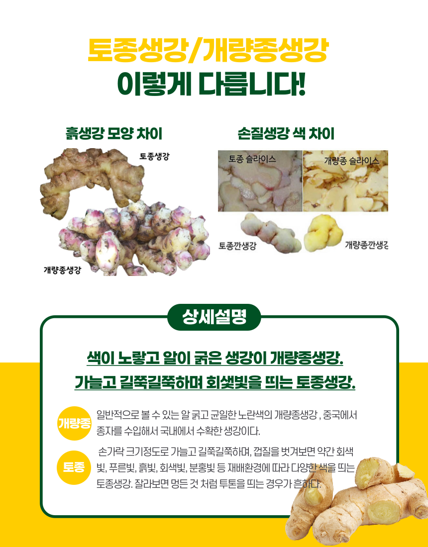 토종생강/개량종생강 이렇게 다릅니다! 상세설명 색이 노랗고 알이 굵은 생강이 개량종생강. 가늘고 길쭉길쭉하며 회색빛을 띄는 토종생강, 개량종 일반적으로 볼 수 있는 알 굵고 균일한 노란색의 개량종생강, 중국에서 종자를 수입해서 국내에서 수확한 생강이다. 토종 손가락 크기정도로 가늘고 길쭉길쭉하며, 껍질을 벗겨보면 약간 회색빛, 푸른빛, 흙빛, 분홍빛 등 재배환경에 따라 다양한 색을 띄는 토종생강, 잘라보면 멍든 것 처럼 투톤을 띄는 경우가 흔하다.