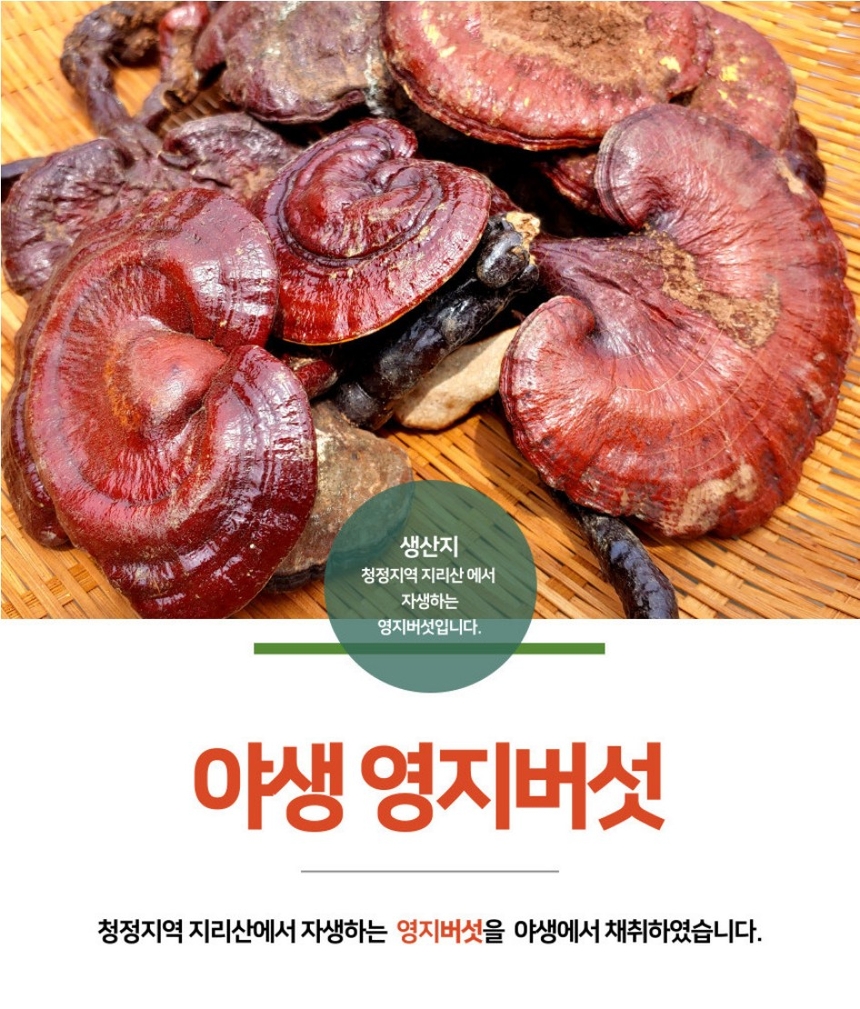 G마켓 - 지리산 야생 영지버섯 건조 200G