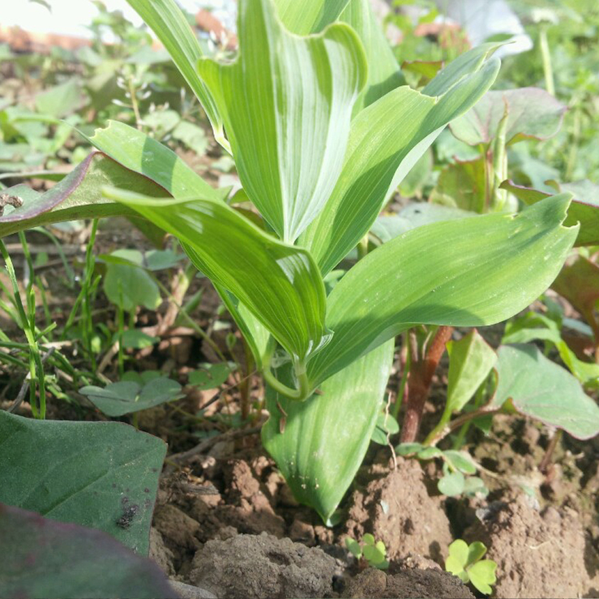 Gmarket - Houttuynia Cordata/Seedling