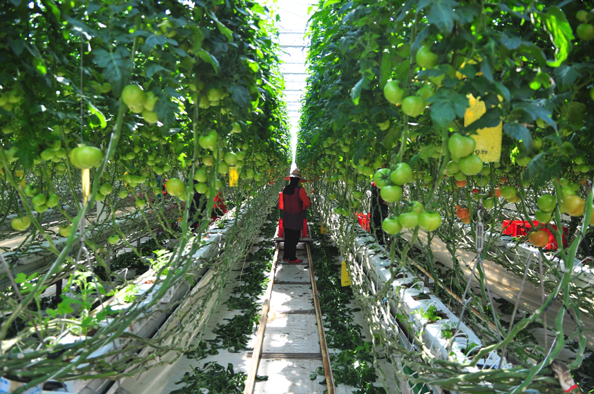 맛있는 토마토만을 생각하는 농부