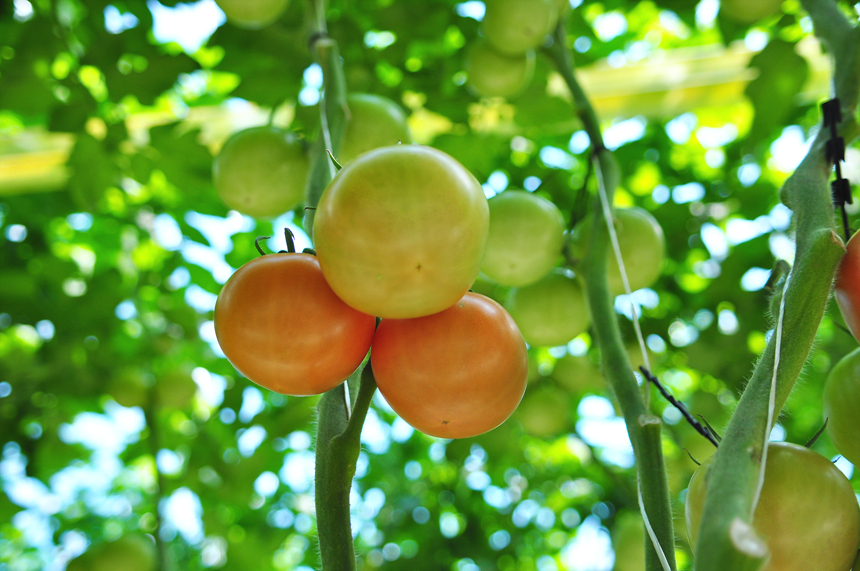 맛있게 익어가는 찰토마토