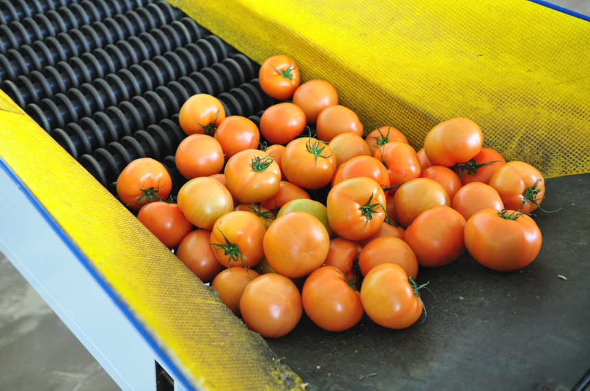 상온에서 2~3일이면 새빨간 맛있는 완숙토마토로 됩니다.