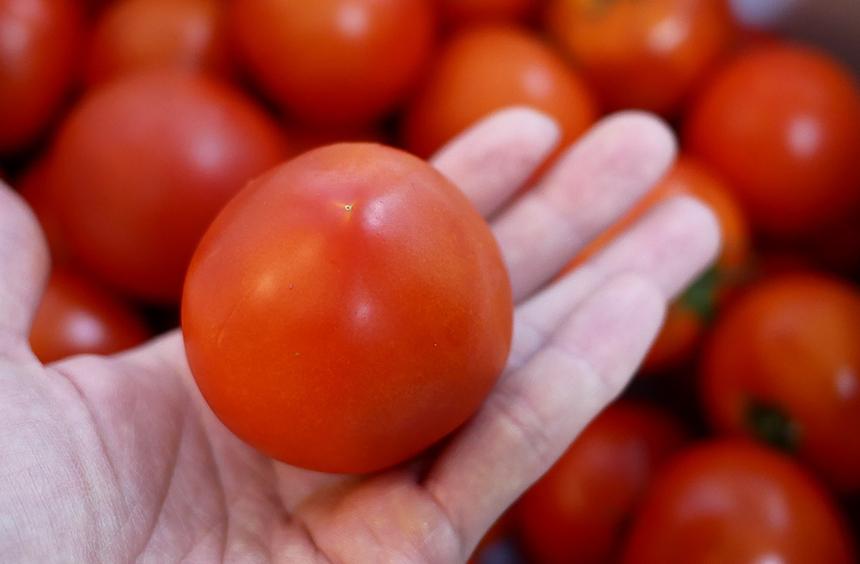 쥬스용 소과 토마토
