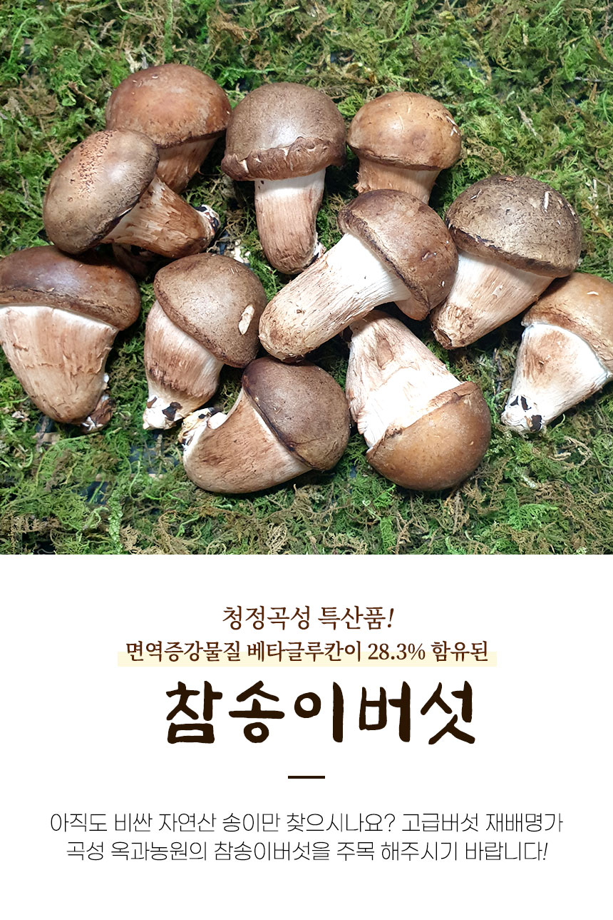 G마켓 - 기차마을곡성 옥과농원 송화버섯 / 참송이버섯 미니형 500G