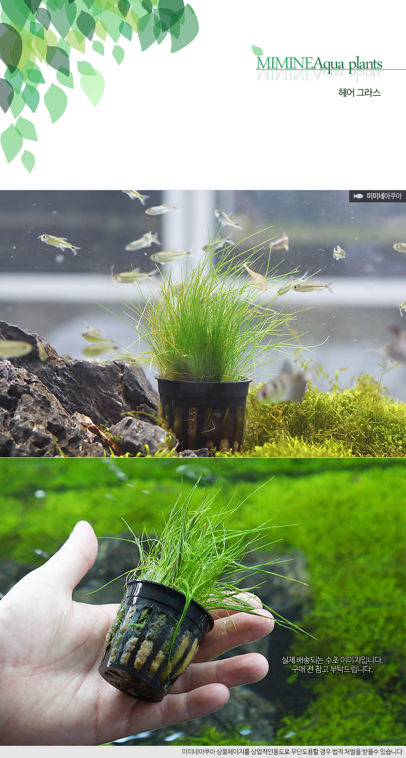 미미네가든 헤어글라스 1포트(수생식물) 야생화,허브,수생식물,채소,동백 심폴