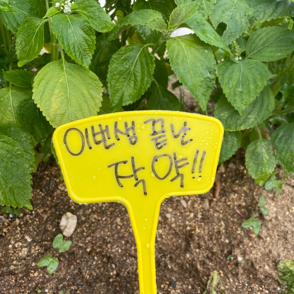 식물이름표꺾임 식물이름표플레이트 식물이름표슬리브 식물사인 대형식물이름판 식물이름표태그 식물이름표용품 식물이름테그 화단태그 팻말 일자형 이름표 화분 27cm 화단 식물 식물이름표