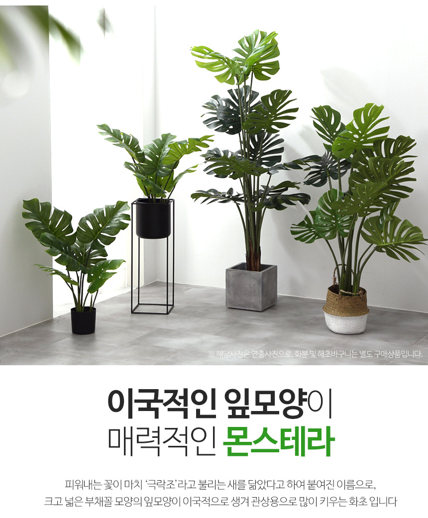 몬스테라 인조나무 조화 나무 80cm 상세 이미지 3