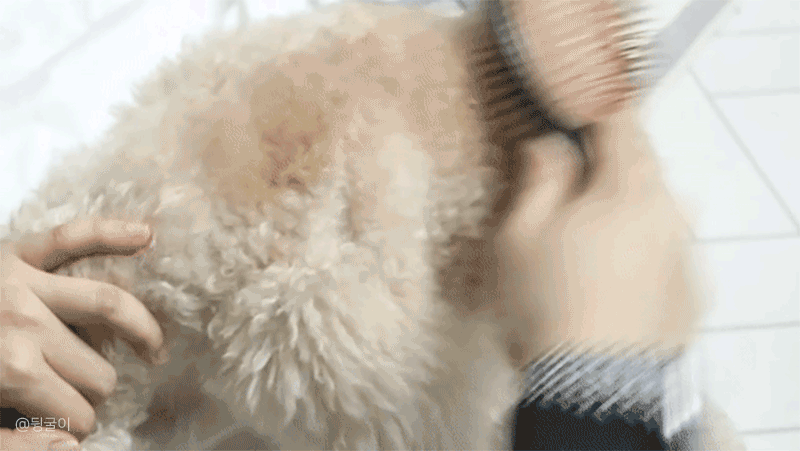 sharr_18.gif
