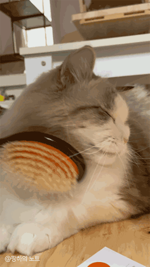 sharr_41.gif