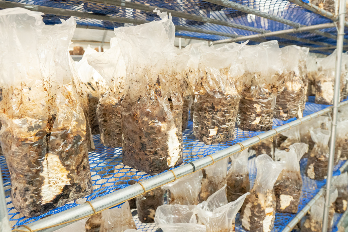 입상된 표고버섯배지 진열 사진
