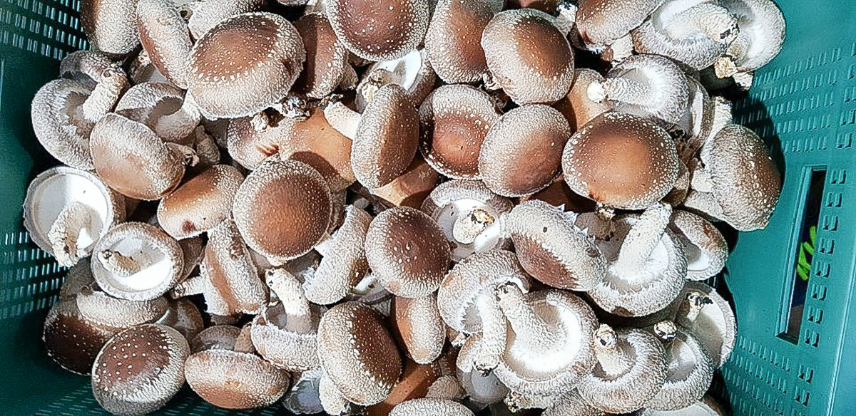 콘티에 담긴 표고버섯 사진