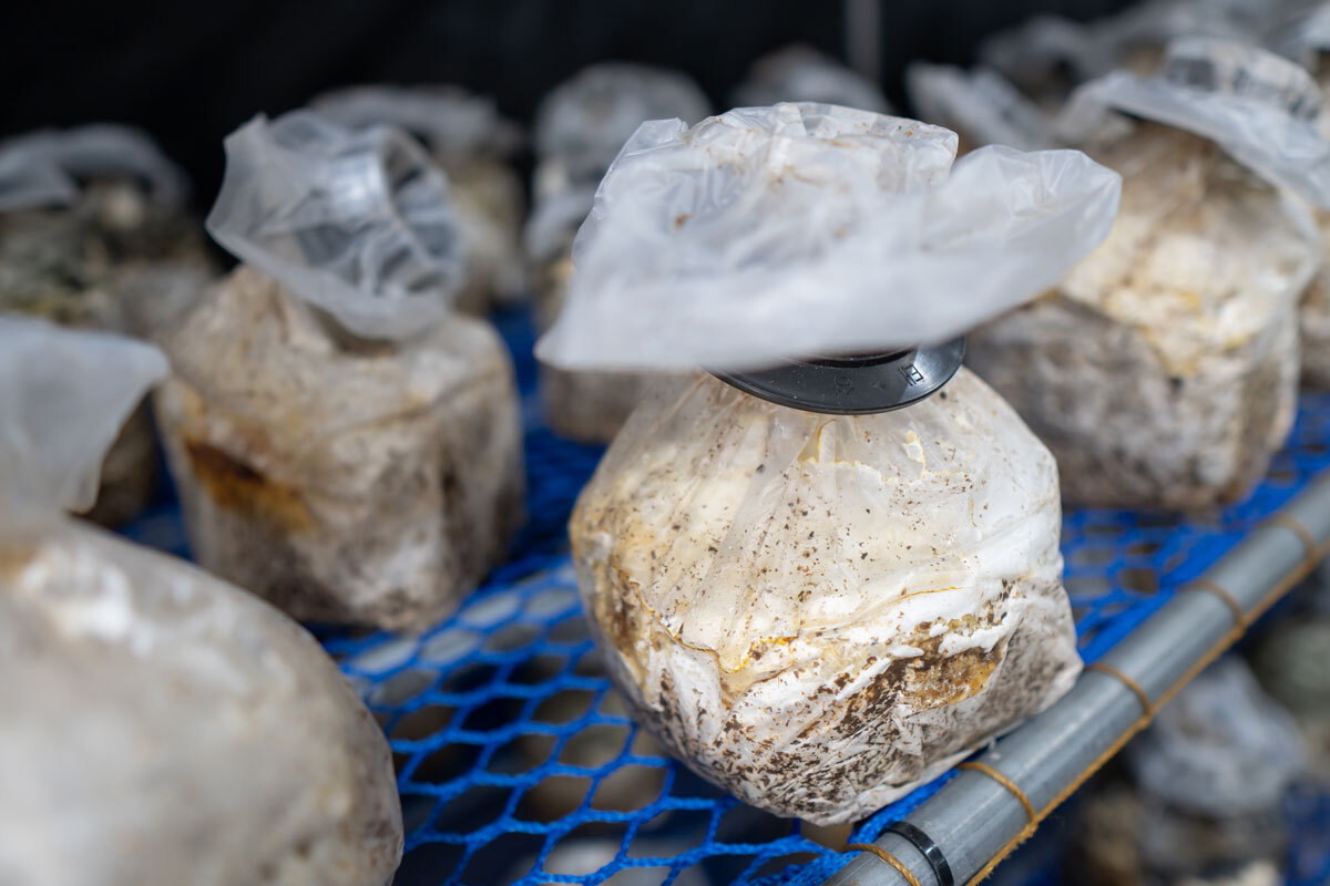 입상된 녹각영지버섯 클로즈업 사진