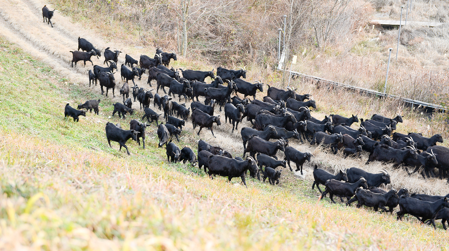 수양 농장 가든 흑염소즙 흑염소추출물 배달 주문