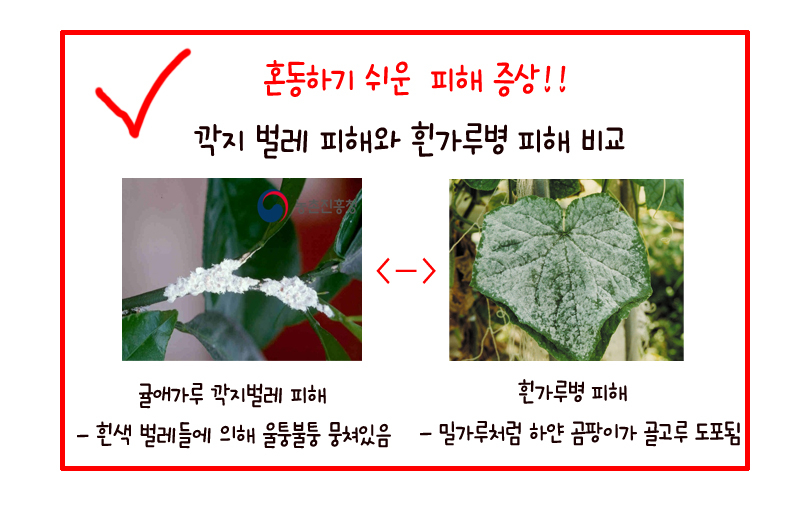 깍지벌레전문 선녀나방까지 유기농살충제 참...