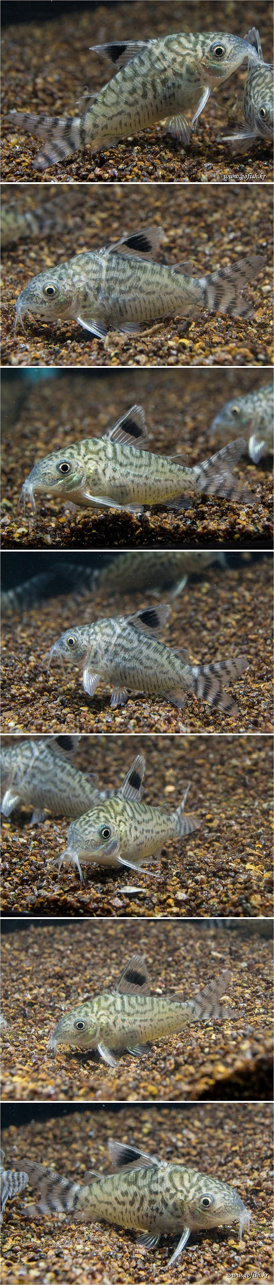 [코리도라스 레티큘라투스 1마리 (CORY RETICULATUS)]