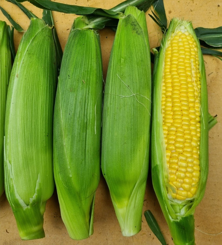 corn1.jpg