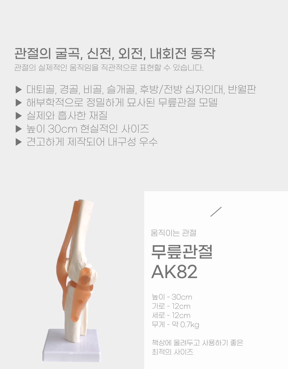아나토미 움직이는 무릎관절모형