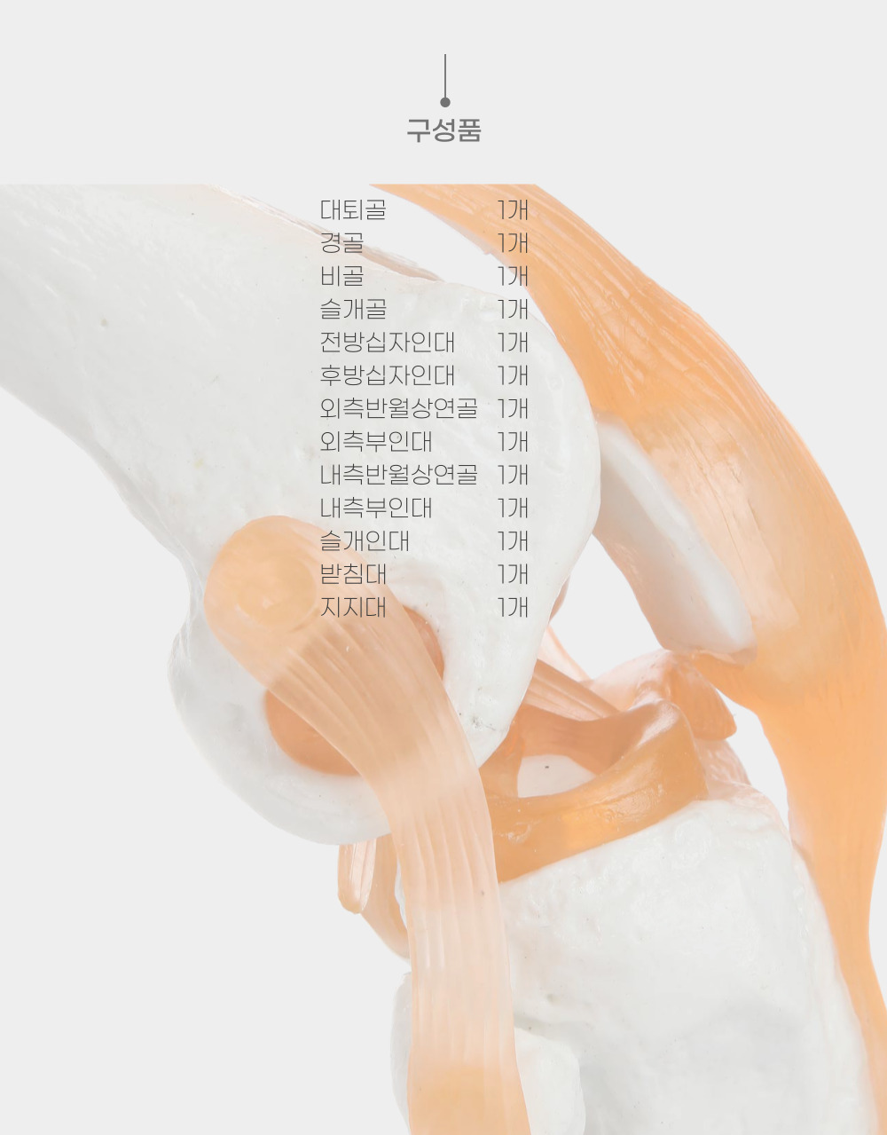 아나토미 움직이는 무릎관절모형
