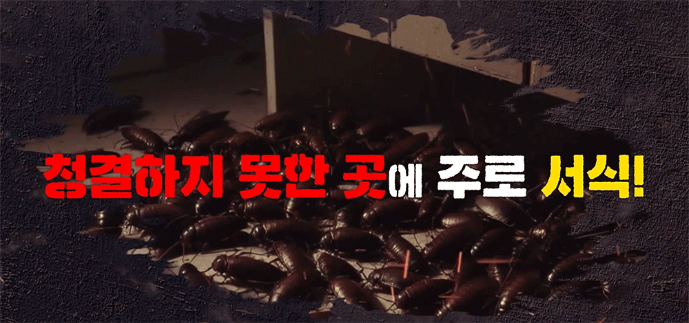 바퀴끝장 시그마포스겔