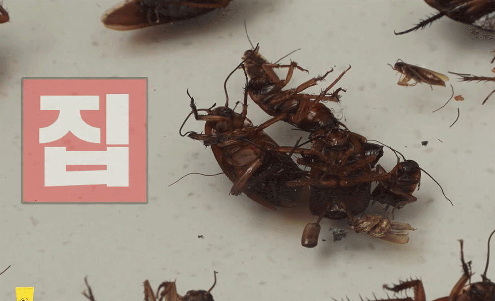 바퀴끝장 시그마포스겔