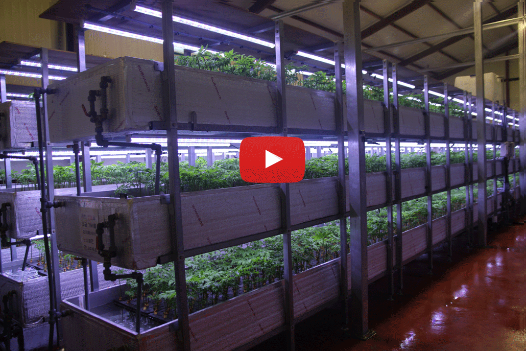 한국인삼수경협회 스마트팜 설비 인삼을 재배하고 있는 동영상 입니다 정말 놀라운 사업 창업 비지니스 아이템 인군요?