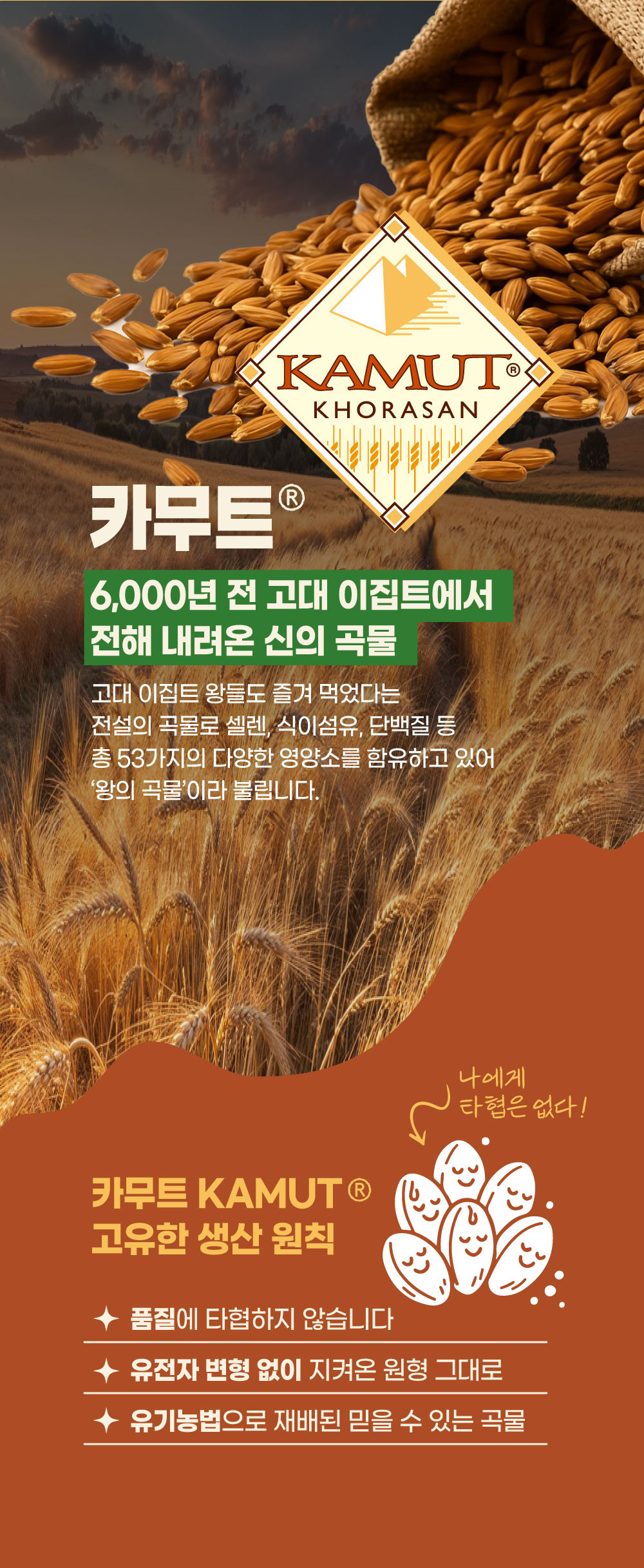 카무트, 6,000년 전 고대 이집트에서 전해 내려온 고대곡물, 식이섬유와 단백질이 풍부하고 유전자 변형 없이 유기농법으로 재배된 호라산밀