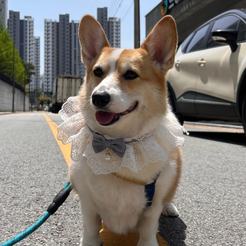 강아지 레이스 스카프 케이프 블루 M