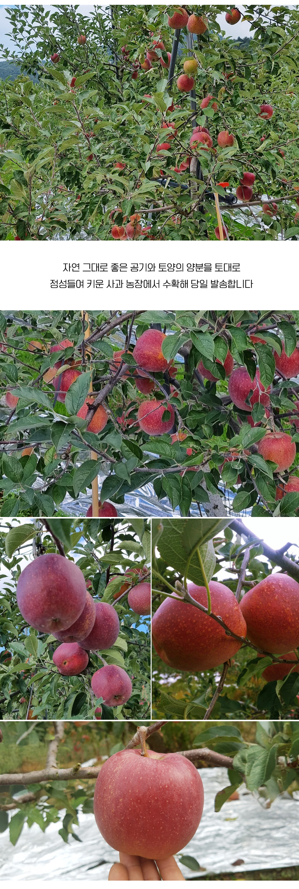 mungyeong_apples_03.jpg