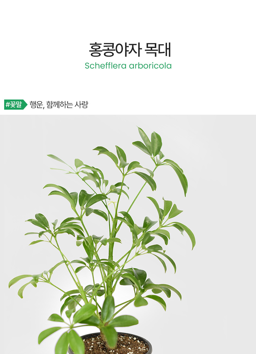 Yajasu Tree hongkong_yaja_tree_01.jpg