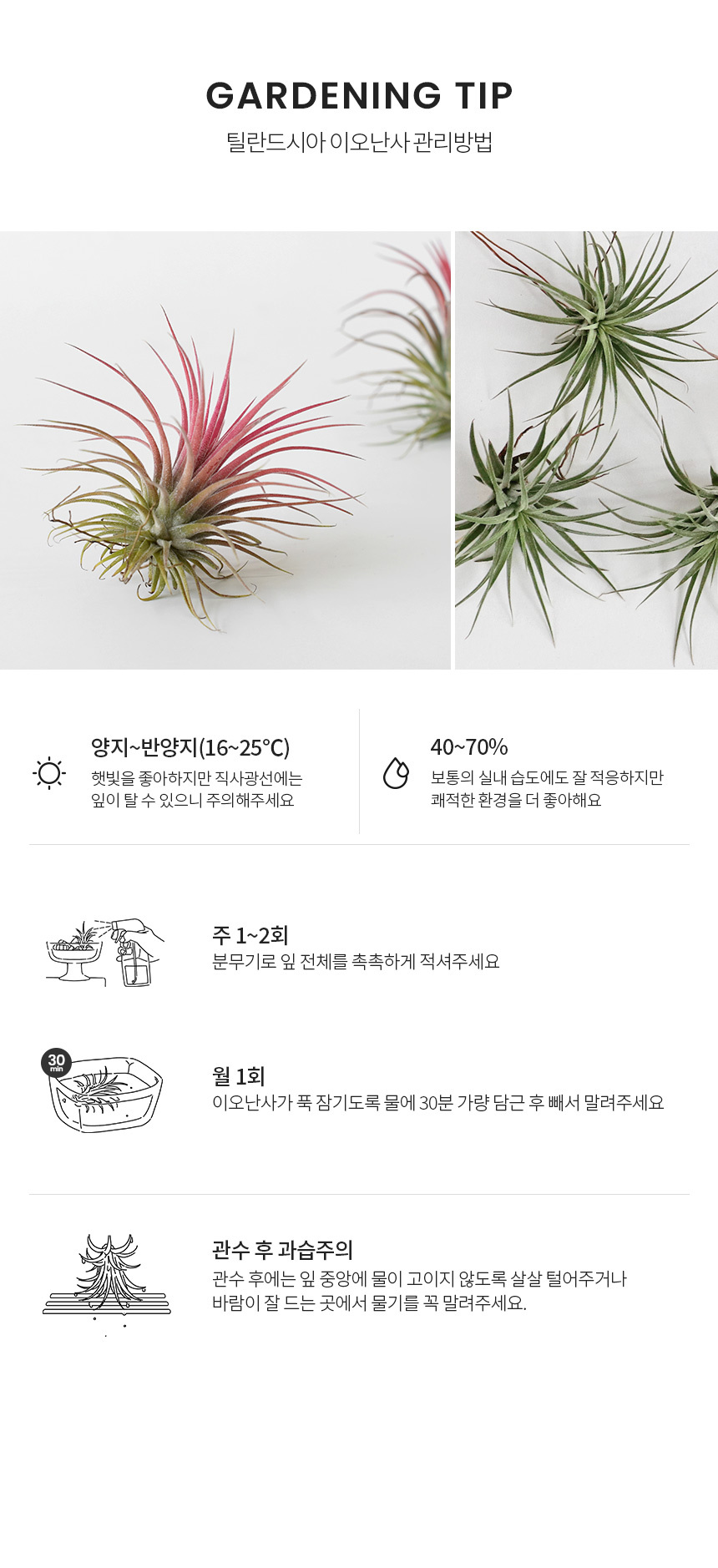 먼지먹는식물 틸란드시아 이오난사 공기정화식물 키우기쉬운식물 미세먼지,마이플랜트,공기정화식물, 디자인쇼핑몰 바보사랑