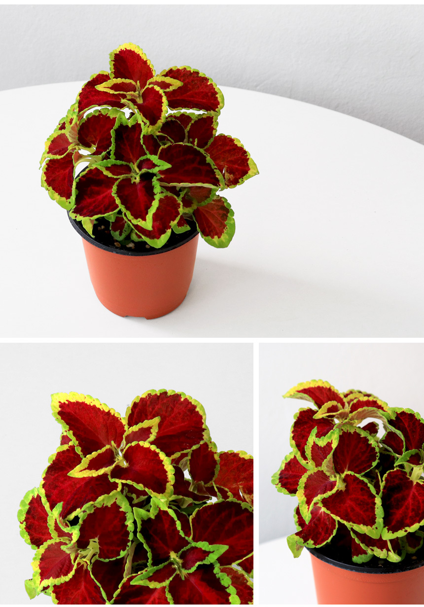 coleus_03.jpg