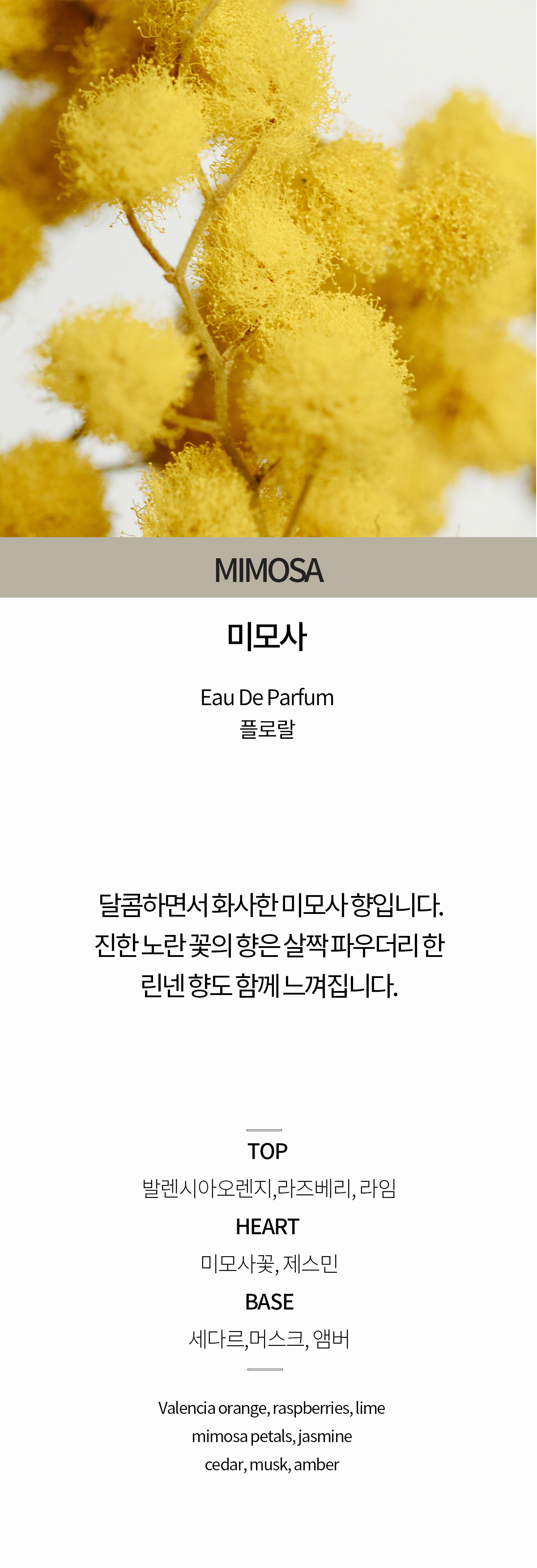 미모사 [플로랄 /달콤하며 화사한 미모사꽃향 명품 니치 오드퍼퓸 아카시아 바이알3개추가] 상세 이미지 2