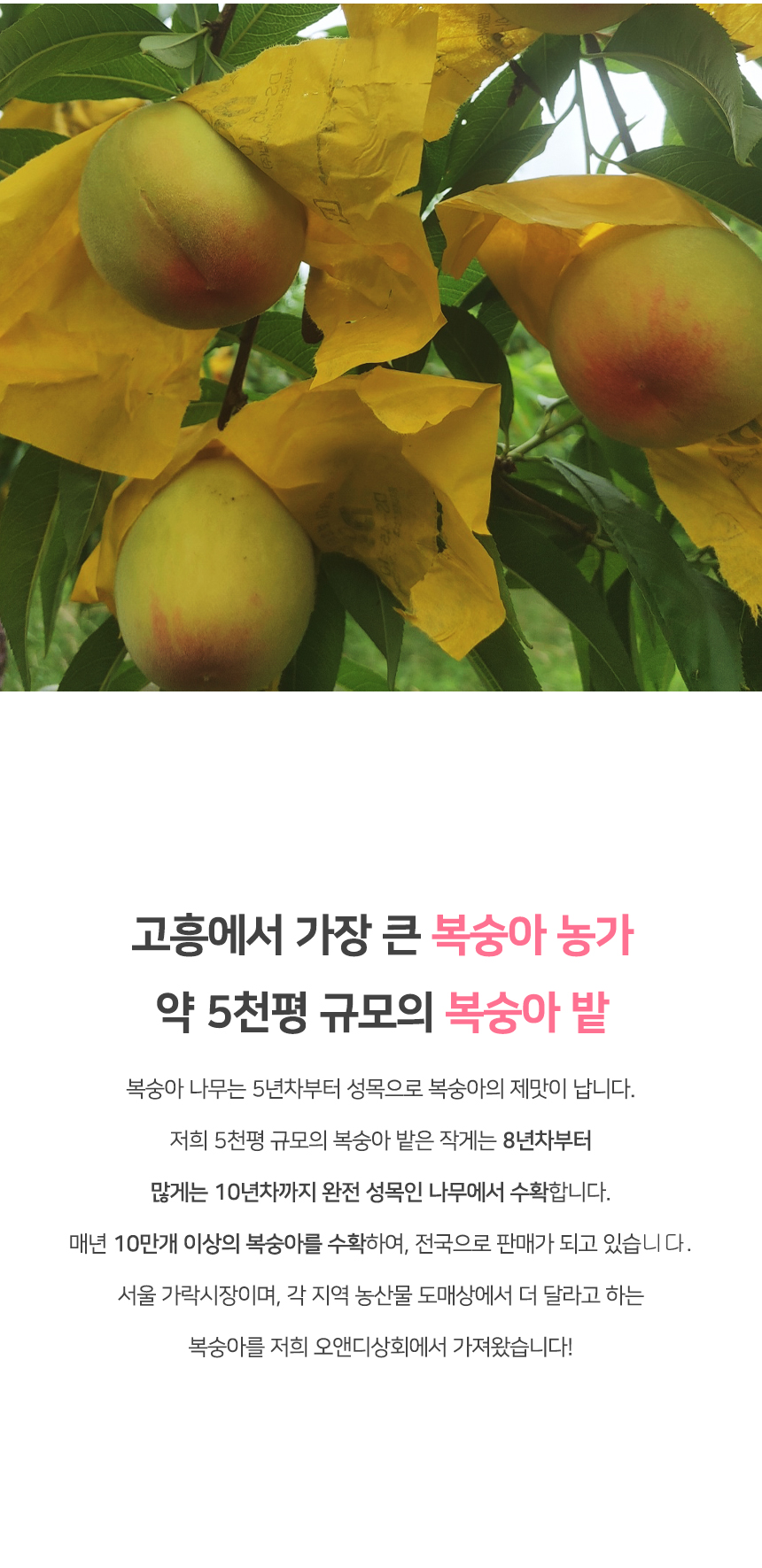 황도 백도 복숭아 1.25kg 고흥 최우수상 명품 복숭아 - 킴스오아시스