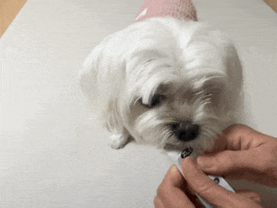 초유 강아지 우유 15g 4개입 반려동물 고양이 우유 펫밀크 상세 이미지 2