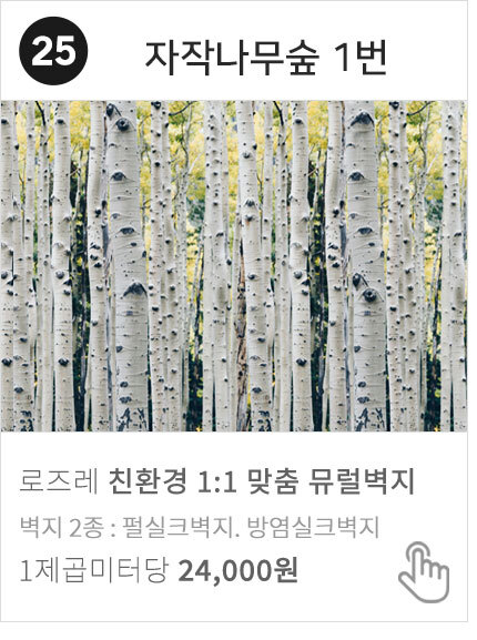 25 자작나무숲 1번 자연풍경 사진 뮤럴벽지