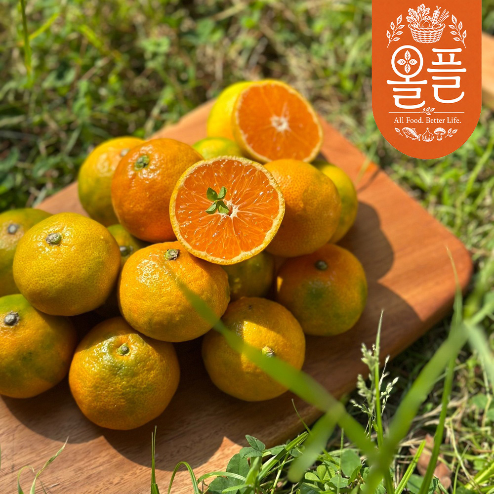 [올플] 제주직송! 제주 노지 감귤 2kg/3kg/5kg/5.5kg/10kg