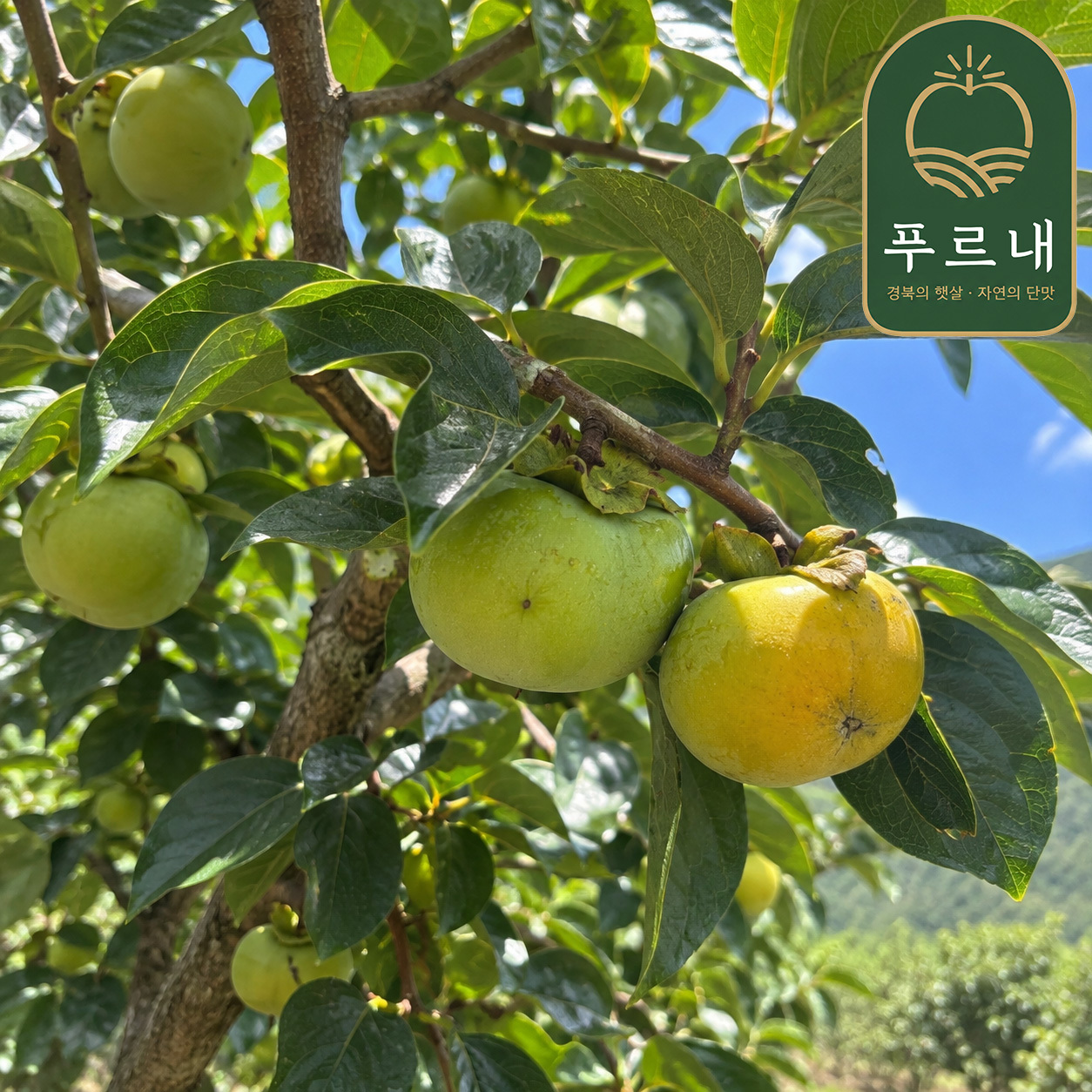 [푸르내] 국내산 태추단감 정품 1.5kg/2kg/3kg