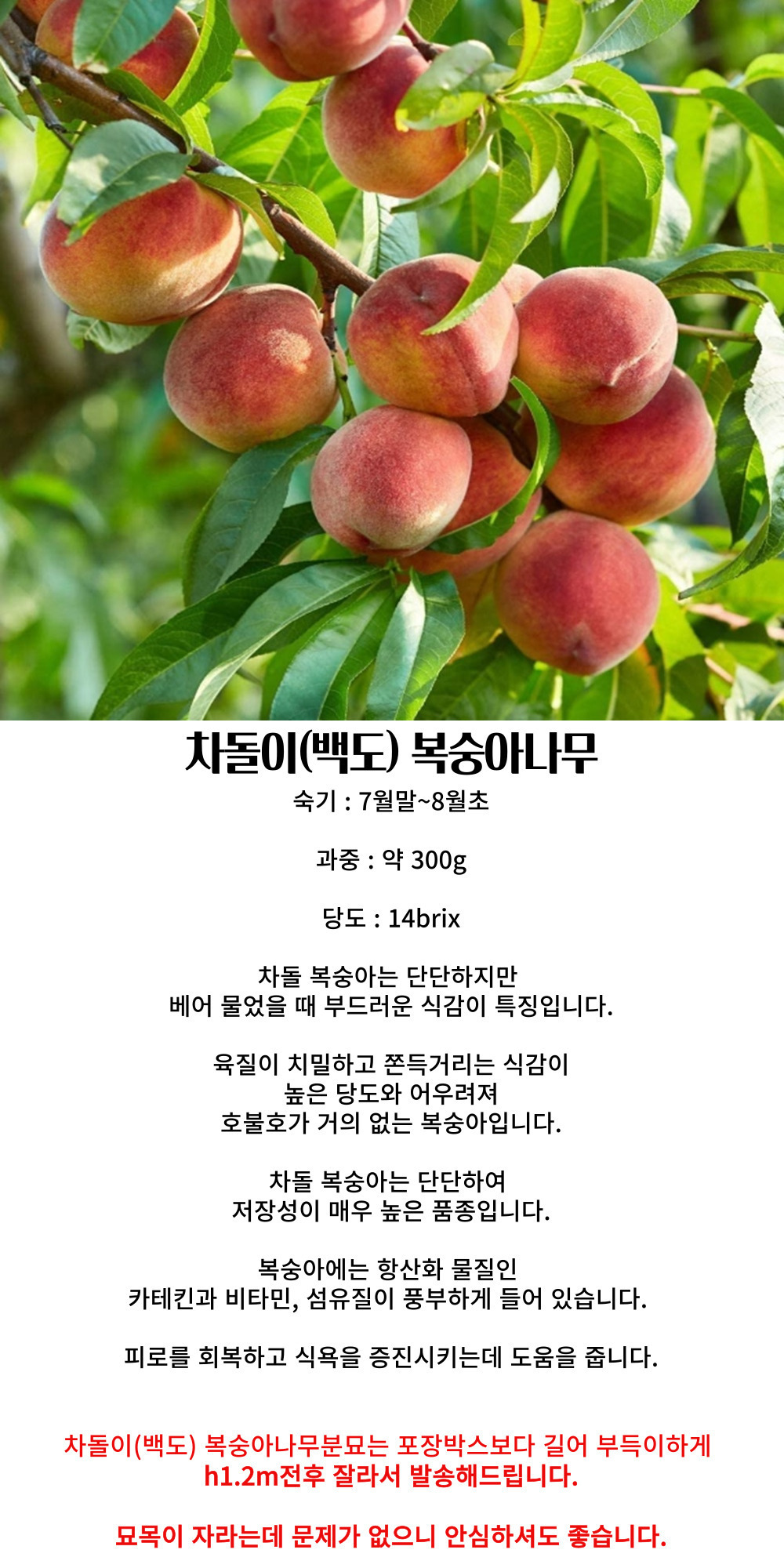복숭아나무 백도 딱딱이 차돌이복숭아분묘 결실주 : 묘목,조경,인테리어 - 심폴