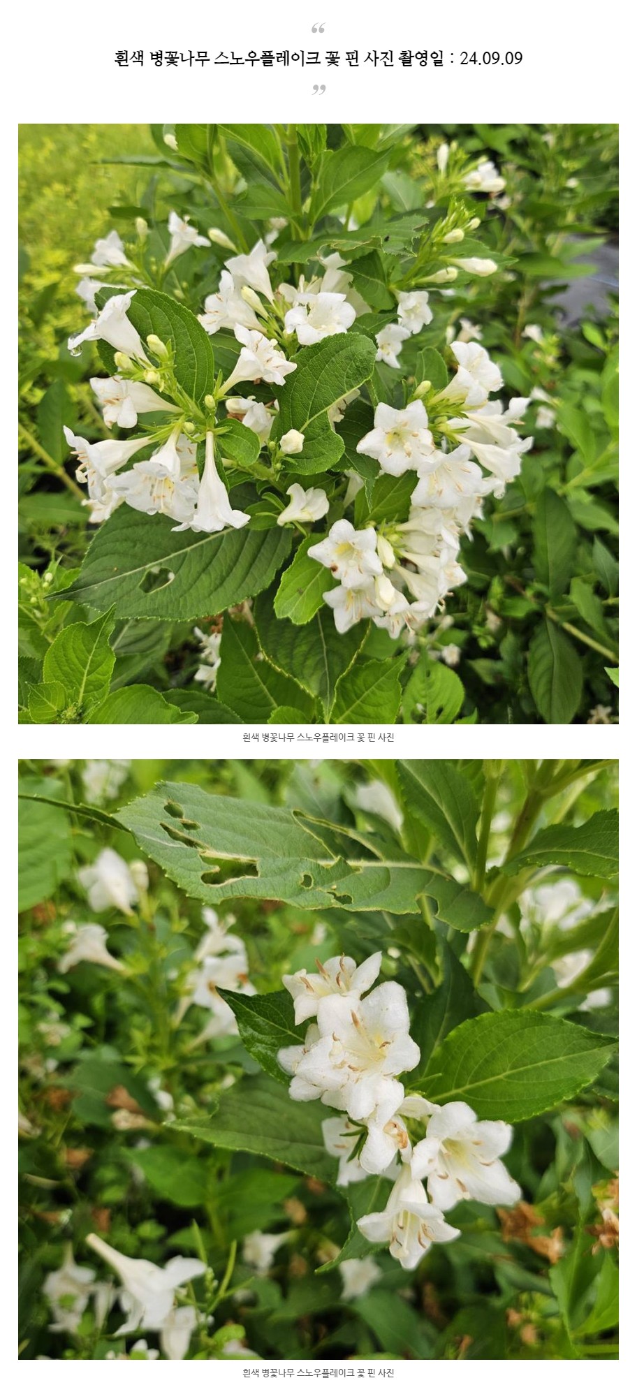 흰색 병꽃나무 스노우플레이크 120L포트 꽃나무 - G마켓 모바일