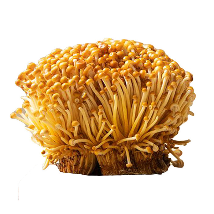 황금팽이버섯 200g내(봉/국내산)