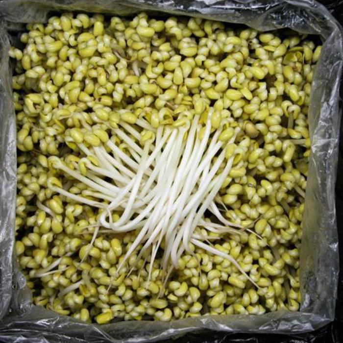 베스트코 콩나물 3.5kg내(일자/수입산)
