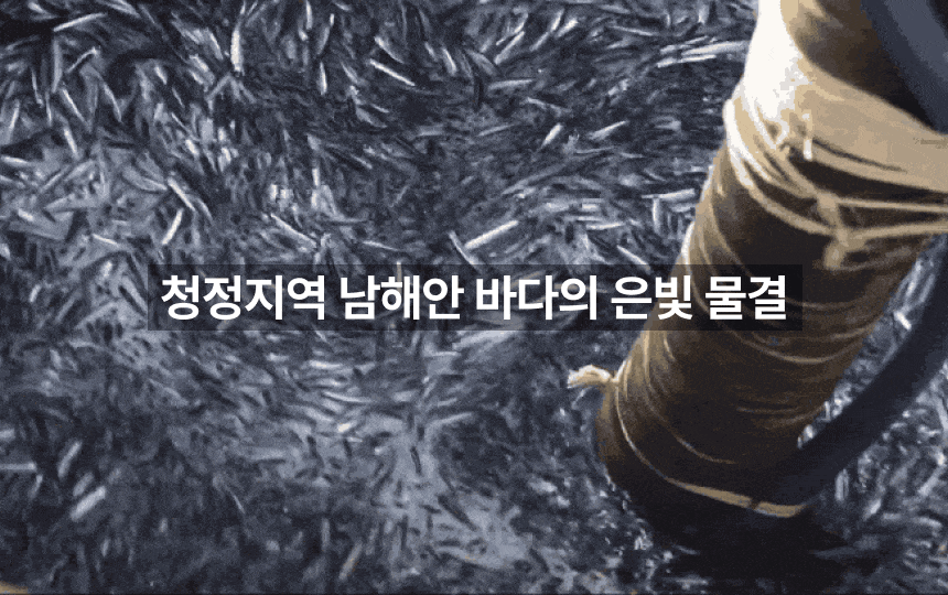 [품질보장] 남해안 명품 고급멸치 대멸치 중멸치 소멸치 세멸치500g