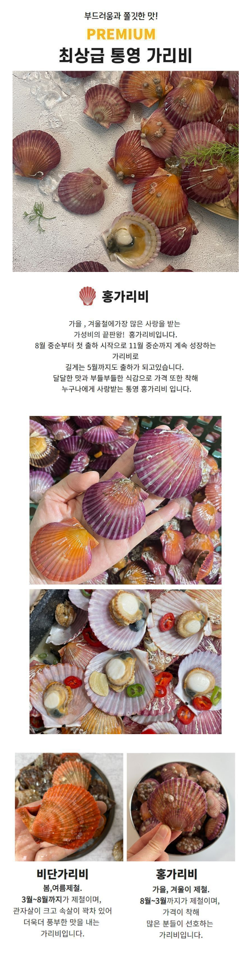 통영 비단 홍 가리비 1kg 제철 조개구이 