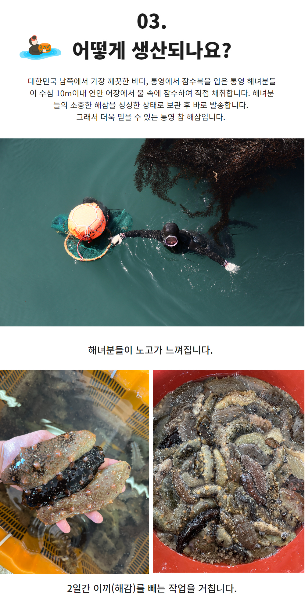 통영 제철 자연산 해삼 고노와다