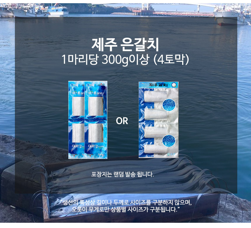 제주 갈치 선물세트