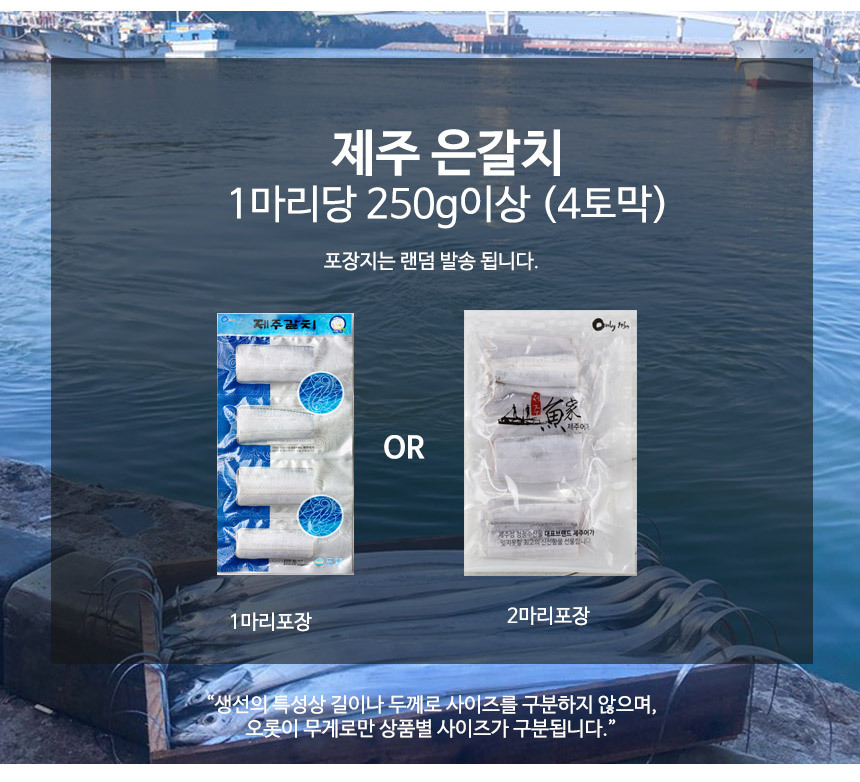 제주 갈치 선물세트