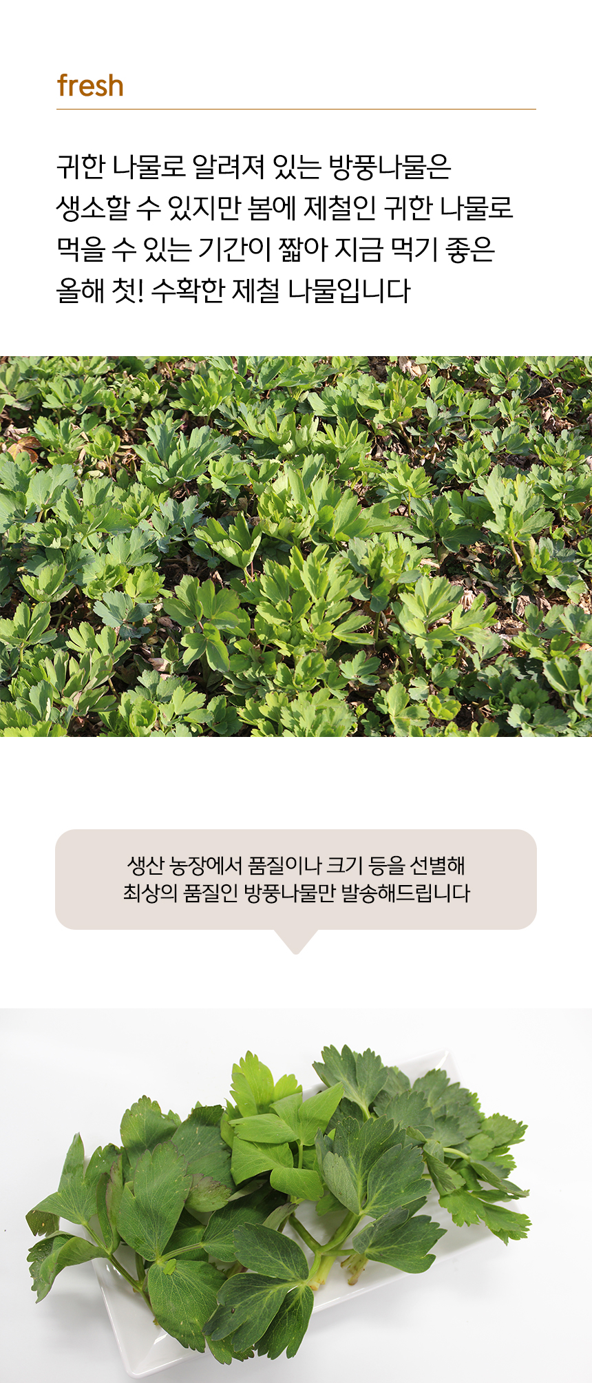 [예약배송 3월4일 출고 예정] 여수 금오도 해풍맞은 방풍나물 봄나물 나물 1kg 500g